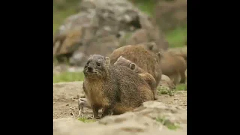 Даманы #животные