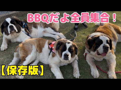 【セントバーナード】ワンコ5匹➕家族総出でバーベキューを開催!パパさんが病気がちなので家族皆んなでのイベントは保存版!
