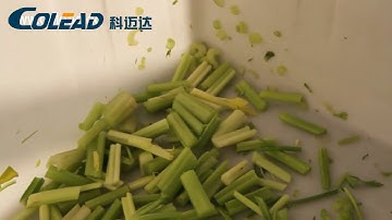 Celery segment cutting, can process 2000kg per hour.