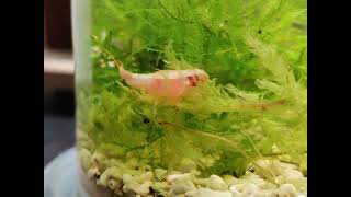13Jan2023 B - Triops Traveling