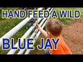 Kid Hand Feeds A Wild Blue Jay