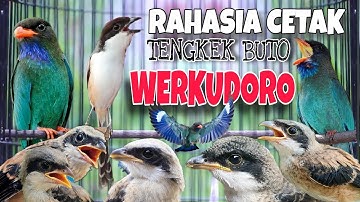 MASTERAN CENDET JUARA FULL TENGKEK BUTO WERKUDORO 🔴 Rahasia Cetak Tengkek Buto Panjang Berirama