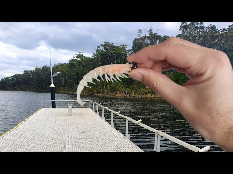 Estuary Fishing with a Rapala Crush City Imposter !!