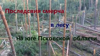 Последствия смерча в лесу на юге Псковской области