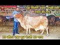 8 लीटर से 20 लीटर दूध वाली 30 देसी गाय बिकाऊ। दाम बहुत सस्ते। 30 desi breed cows for sale. low price