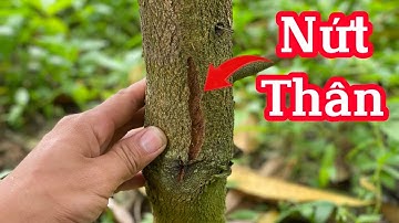 Nứt thân xì mủ trên cây sầu riêng và cách xử lý.