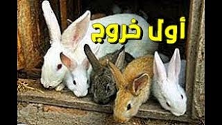 diy du samedi  متى تخرج صغار الأرانب من بيت الولادة // فقط على قناة