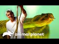Taipan, a cobra mais venenosa do mundo! | Perdido na Austrália | Animal Planet Brasil