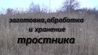 заготовка тростника