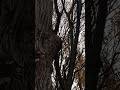 Наблюдаю за белочками во время прогулки по лесу/Кумысная Поляна/7 Дачная/26.10.25