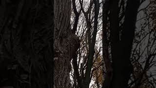 Наблюдаю за белочками во время прогулки по лесу/Кумысная Поляна/7 Дачная/26.10.25