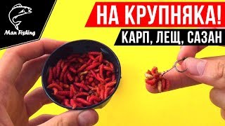 Опарыш на волосе! Наживка на КРУПНОГО Карпа, Леща, Сазана, Карася 🔥