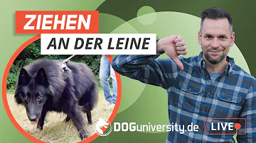 Welche Leine für Hunde die ziehen?