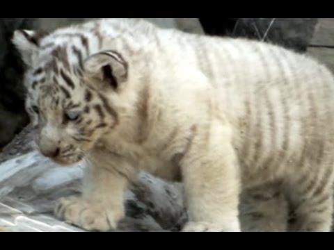 02 baby white tiger 8 weeks old 生後8週間 ホワイトタイガーの