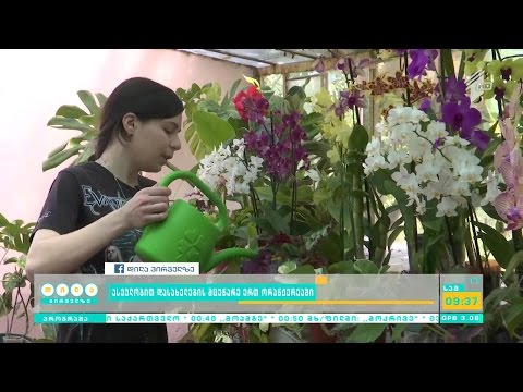 ანი ციციშვილის ორანჟერეა ასობით დასახელების მცენარით