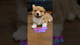 I am your puppy  #viral #shorts #corgi #puppy #cute #funny #dogs