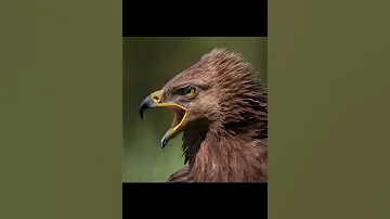 Малый подорлик