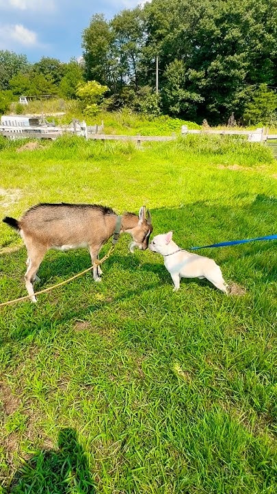 衝撃‼️ただ仲良くしたかったヤギに頭突きされる君😱 牧場 ヤギ 犬 出会い なかよし バトル 頭突き 無事 フレンチ