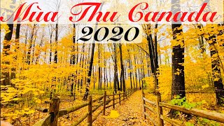 Mùa thu Canada 2020 / Cảnh đẹp mùa thu Canada / Lá 🍁 phong Canada