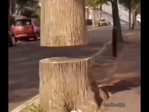 a frozen tree