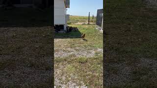 Proof chickens CAN learn their names.