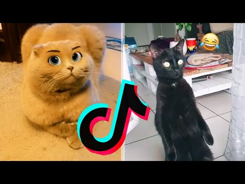 LES TIKTOK D'ANIMAUX QUI M'ONT FAIT LE PLUS RIRE EN 2021 ! (Compilation)