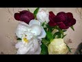 144 Hz Frequency for Recovery &amp; Regeneration | Deep Rest &amp; Renewal