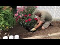 Summer Planting a Rose Bush