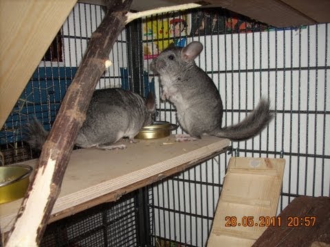 Video: So Bestimmen Sie Das Alter Einer Chinchilla