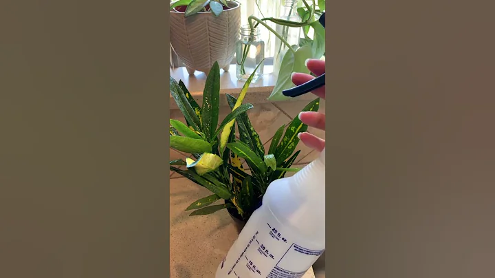 Treating Spider Mites #shorts #houseplantcare #houseplants