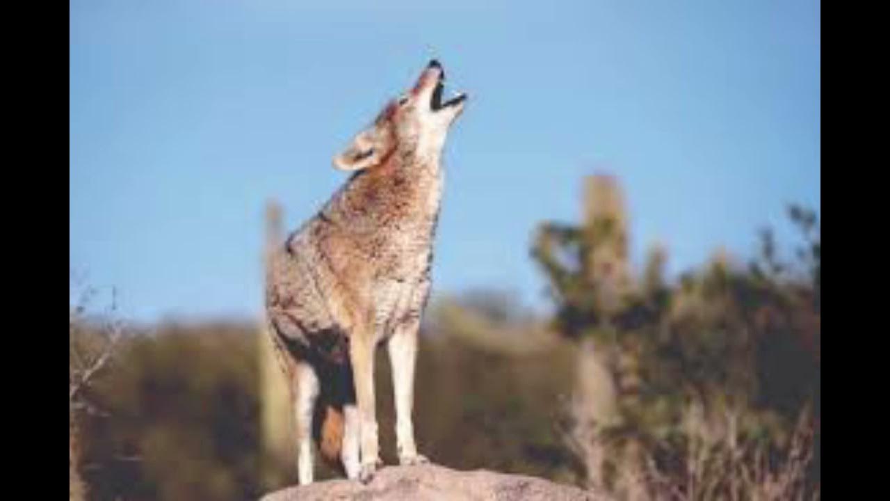 Coyote howl sound effect YouTube