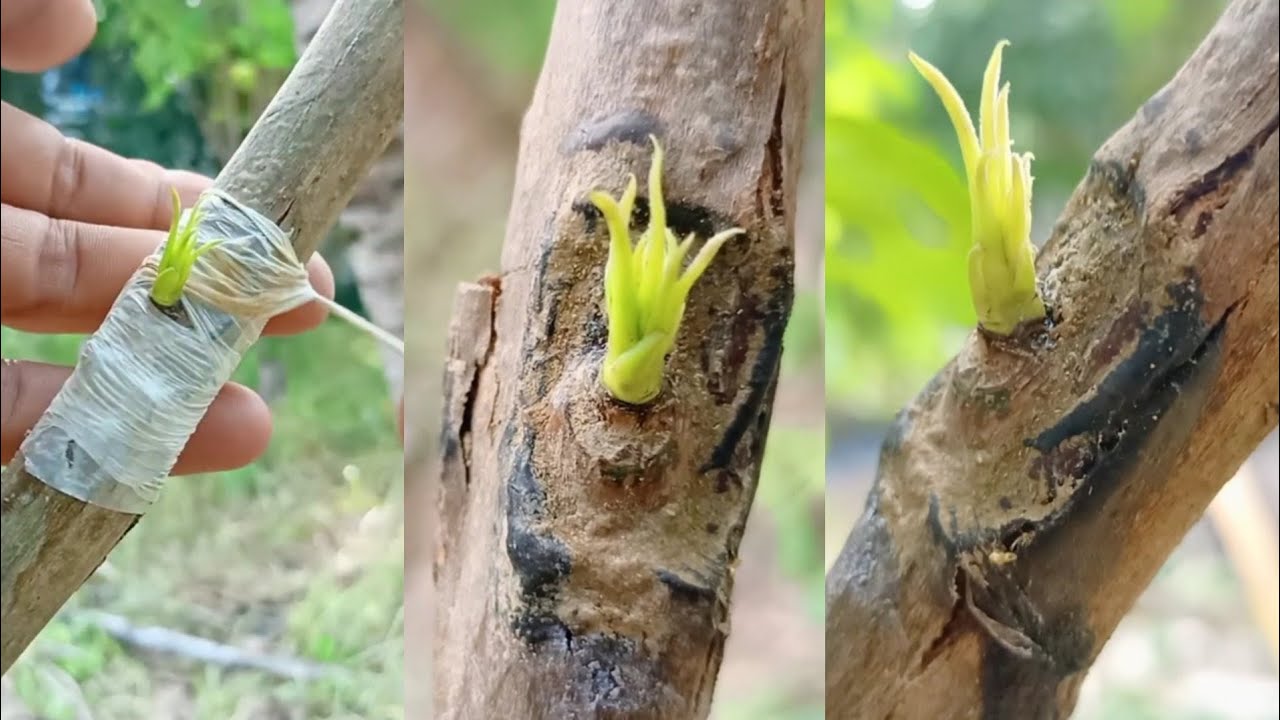 Winter fruit tree grafting, mango grafting first fruit