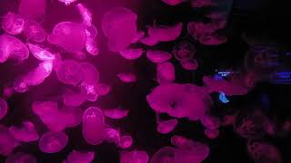 Sea Aquarium Singapore 2