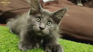 YUMIKO(FEMALE) // BABY KITTEN (10 WEEK) MAINECOON POLYDACTYL 7766 by MuliaCoon Cattery 604 views 2 years ago 2 minutes, 16 seconds