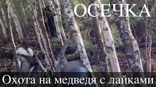 Охота на медведя с лайками - Осечка.   Выводы по ножам "Кузница Назарова"