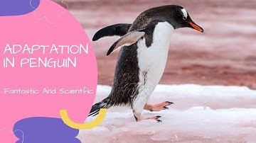 Adaptation In Penguins | Adaptation In Animals | Science For Kids | Science Adaptation For Grade 4
