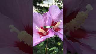 ❤️ QURAN VERS3S URDU TRANSLATION ❤️  #QURAN #ISLAM# ALLAH #deen #KNOWLEDGE