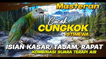 Masteran Cucak Cungkok Istimewa ~ Isian Kasar Tajam Rapat ~ Kombinasi terapi air