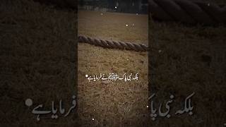Top Quran Experts Reveal Best Tilawat Techniques | Takleef Hamesha.. @Islamicwlfi  #shorts