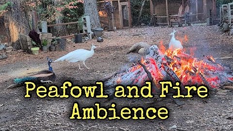 Peafowl enjoying an evening campfire 