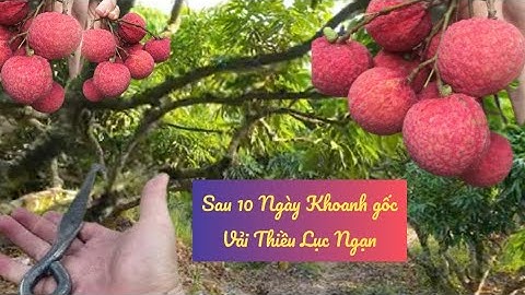 SAU 10 NGÀY KÍCH LỘC VÀ KHOANH GỐC VẢI THIỀU LỤC NGẠN THẾ NÀO I NÚI ĐỒI LỤC NGẠN