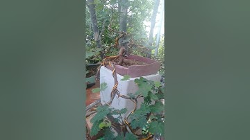Hoa Trinh Nữ Bonsai Dáng Đổ Cực Phẩm
