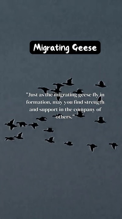 MIGRATING GEESE What Lesson Does The Geese Give Us youtubeshorts migrating-geese-what-lesson-does-the-geese-give-us-youtubeshorts
