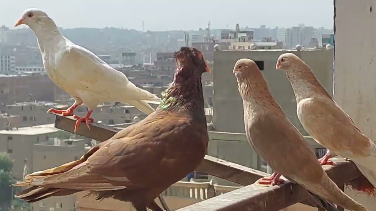 قص الحمام الي مسكته مش راضي يرجع لصاحبه بعد ماطيرته وشوفوا جمال الحمام وهو طاير #حمام#بلكونتي