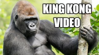 Spy Gorilla 🦍 Comes Face Video