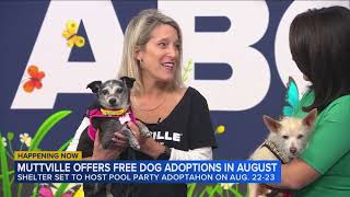Muttville's Pool Party Adoptathon happens Aug 22-23, watch on ABC 7 Morning News! 
