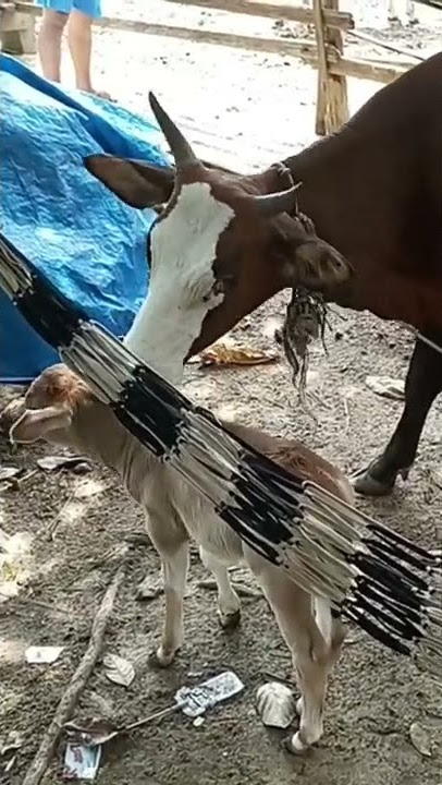 sapi#sapi#lembu #sapilucu #peternaksapi #angonsapi #gembalasapi #cow #cattle #shorts #short