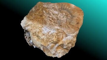 Choffatia subbalinensis Ammonite limestone jurassic fossil preparation time laps