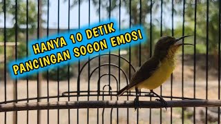 SOGON BETINA GACOR MEMANGGIL JANTAN‼️Pancingan Sogon Betina Pikat #sogonbahan #pancingansogon