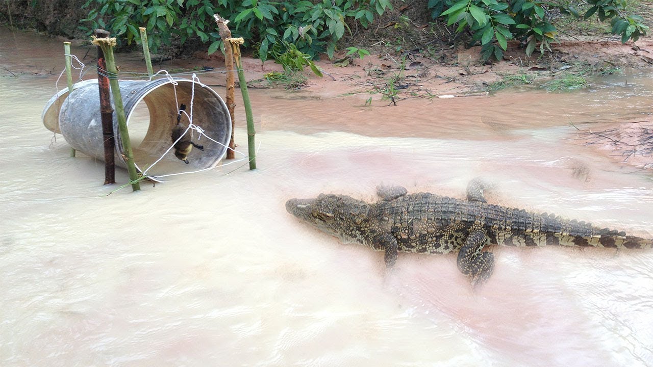 Amazing Smart Children Make Best Crocodile Trap Using Duck - Traditional Crocodile Trap Work 100%